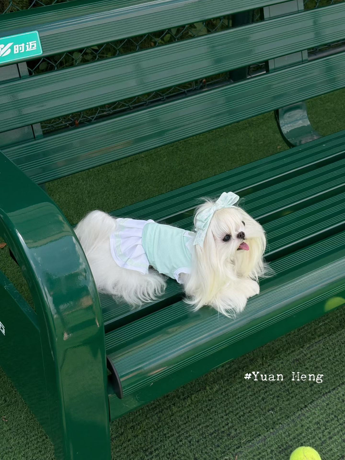 Lime and mint tennis dress for dogs